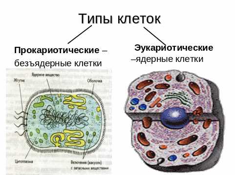 Главные виды клеточных мембран