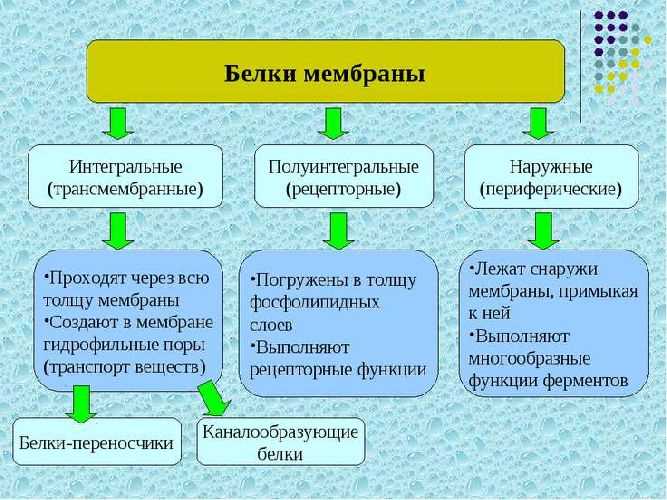 Что такое клеточные мембраны?